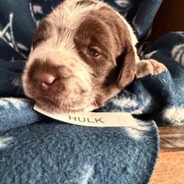 Hulk - Brown and gray male Wirehaired Pointing Griffon puppy in Grangeville, Idaho from Happy Hollow Griffons