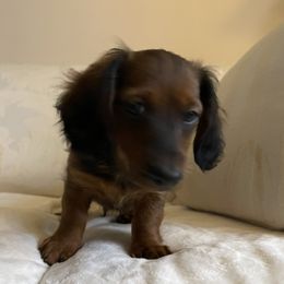 Dachshund Puppies from Cogsworth Cromwell Dachshunds of South West Michigan