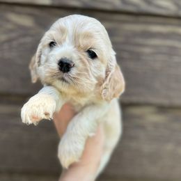 Beatrice - Buff and white female Cocker Spaniel puppy in Lake, Mississippi from MGs Cockers