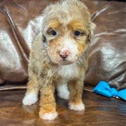 Frosted Mini Wheats - Chocolate merle female Bernedoodle puppy in Rose Hill, North Carolina from Red Door Canines