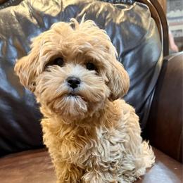 Lucy - Apricot female Maltipoo puppy in Lancaster, South Carolina from 3 Bs Havanese-PUPPIES with  PURPOSE
