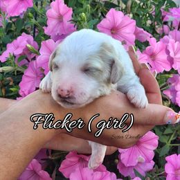 Goldendoodle Puppies from Sister Doodles