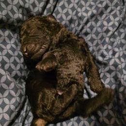 Lucian - Phantom male Poodle puppy in New York from Powder Puff Poodles
