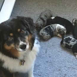 "Sold" Miniature American Shepherd Puppies from Tenley’s Miniature American Shepherds