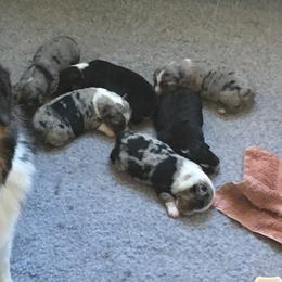 "Sold" Miniature American Shepherd Puppies from Tenley’s Miniature American Shepherds
