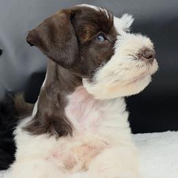 Samuel blue eyes - Parti male Miniature Schnauzer puppy in Panama City, Florida from Emerald Coast Schnauzers