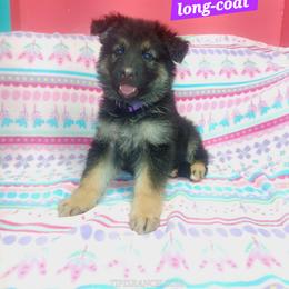 Eve Purple Collar - Black and red female German Shepherd puppy in Bedias, Texas from TiPi S Ranch's German Shepherds