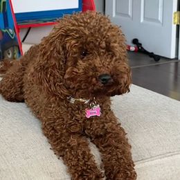 Goldendoodles from Jireh Doodle Farm
