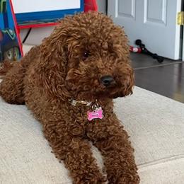Goldendoodles from Jireh Doodle Farm