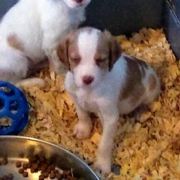Brittany Puppies from Center Ridge Brittanys