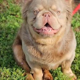 Diva - French Bulldog