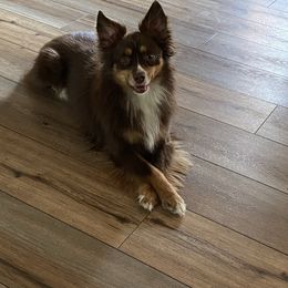 Rooster - Miniature Australian Shepherd