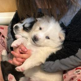 Ford - White male Pomsky puppy in Greenfield, Minnesota from SRF Pomskies