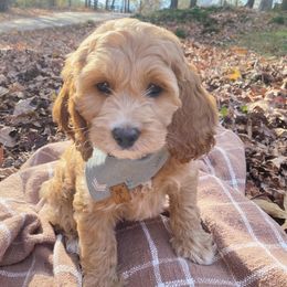 Cockapoo Puppies from Peach State Cockapoos