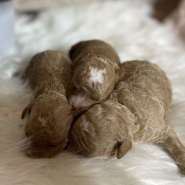 Poodles from Poodles Are Mixy
