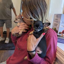 Shirley ALA Double Wide - Black and tan female Chihuahua puppy in Marianna, Florida from Garden Tub Chihuahuas