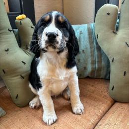 Teal - Black white and tan English Springer Spaniel puppy in Park Rapids, Minnesota from Lakeside Summit Springers