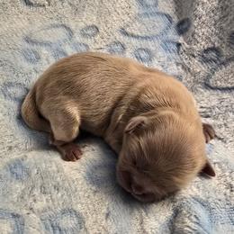Lavender - Lilac male Shih Tzu puppy in Oakville, Washington from Garrard Creek Shih Tzus