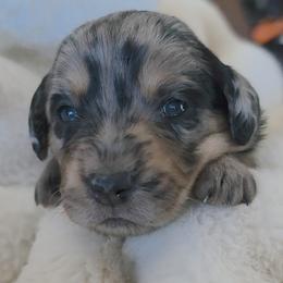 Trixie - Merle female Labradoodle puppy in Centerville, Utah from Reid Wasatch Doodles