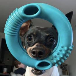 Rat Terriers from Top Shelf Rat Terriers