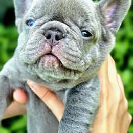 Mac - Blue fawn male French Bulldog puppy in High Ridge, Missouri from St Louis Frenchies