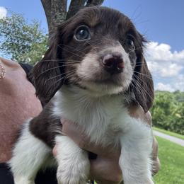 Sam I am - Piebald male Dachshund puppy in Bentonville, Arkansas from T & D Dachshunds by design