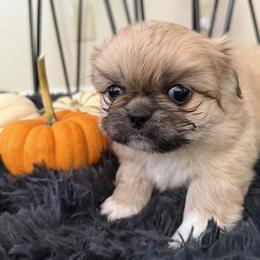 Hank Wiggliams - Fawn sable male Pekingese puppy in Grass Valley, California from Northridge Pekingese