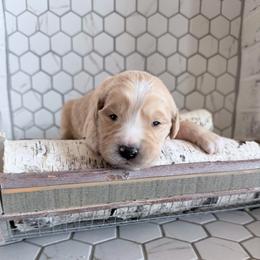 Mike - Merle male Goldendoodle puppy in Mount Pleasant, Utah from Betty's Goldendoodles