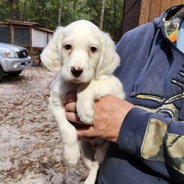 Puppy 5 tan gold collar - White male Llewellin Setter puppy in North Dinwiddie, Virginia from Pups Furever