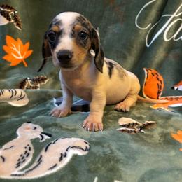 Speck - Dapple male Dachshund puppy in Opelika, Alabama from Dachshund Darlins