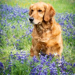 Cydney - Golden Retriever