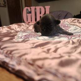 Puppy 3 - Blue female Shih Tzu puppy in Belleville, Michigan from Patricia's Heavenly Earth Angels