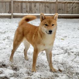 Apollo - Red male Shiba Inu puppy in Houston, Texas from Sakura Blossom Shibas