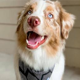 Australian Shepherds from G & R Australian Shepherds