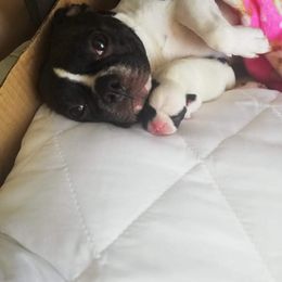 French Bulldog Puppies from LCBMM