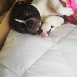 French Bulldog Puppies from LCBMM