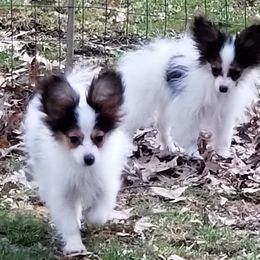 Papillon Puppies from Fairtail Papillon's & Phalene's