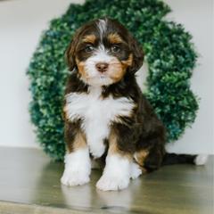 Adelaide - female Australian Mountain Doodle puppy in Spanish Fork, Utah from K Brand Doodles