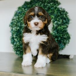 Adelaide - female Australian Mountain Doodle puppy in Spanish Fork, Utah from K Brand Doodles