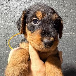Miss Yellow - Black and tan female Airedale Terrier puppy in Mooresville, North Carolina from Farm 55