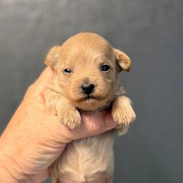Orion - Champagne male Maltipoo puppy in Newport Beach, California from Exotic City Pomeranians and chihuahuas