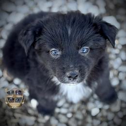 Dorothy - female Toy Australian Shepherd puppy in El Dorado Springs, Missouri from HP Aussie Kennels