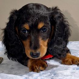 AKC - KASH - Black and tan male Dachshund puppy in Omaha, Nebraska from Colorful Dachshunds