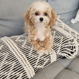 Goldendoodle, Maltipoo, and Yorkipoo Puppies from Doodle Pups Fur-Ever