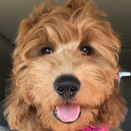 Goldendoodles from Riverbend Mini and Standard Goldendoodles