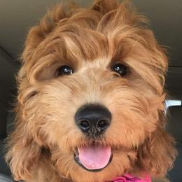 Goldendoodles from Riverbend Mini and Standard Goldendoodles