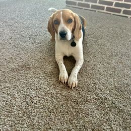 Beagle All Grown Up from Idaho Creekside Beagles