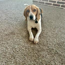 Beagle All Grown Up from Idaho Creekside Beagles