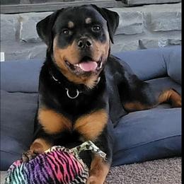 Jersey - Rottweiler