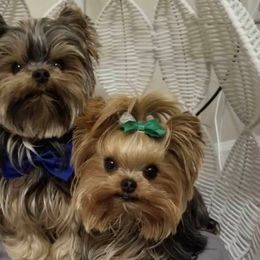 Yorkshire Terriers from Meadows Yorkshire Terriers